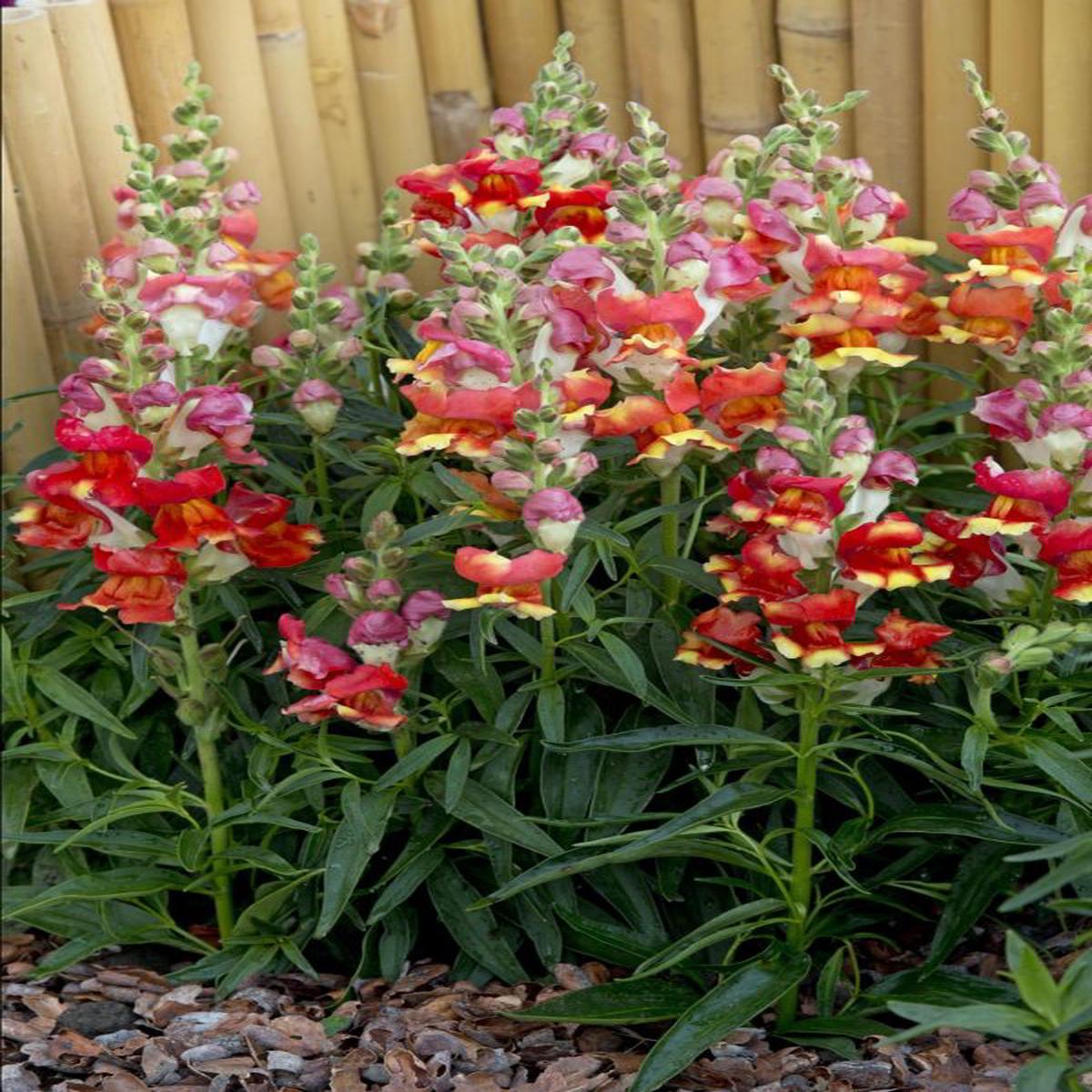 Antirrhinum majus Rembrandt