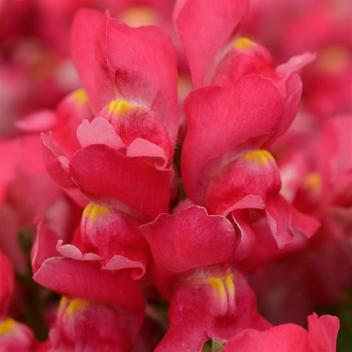 Antirrhinum majus Snapshot Rose