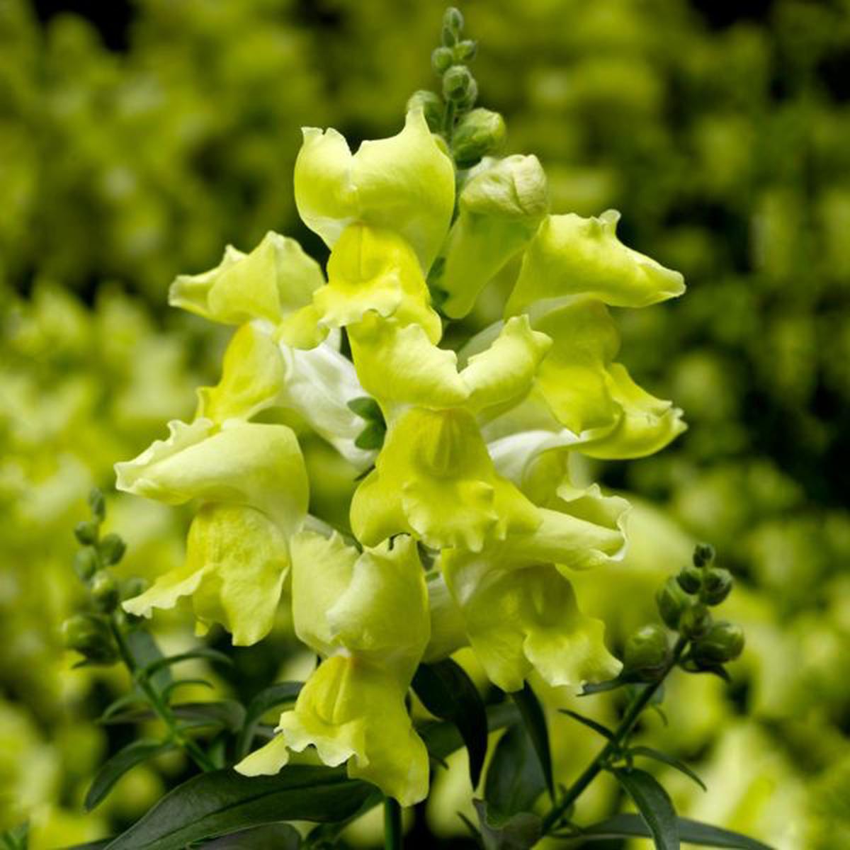 Antirrhinum majus Snaptini Yellow
