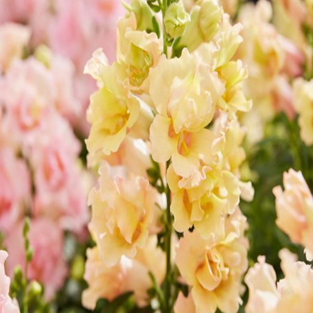 Antirrhinum majus Twinny Yellow Shades
