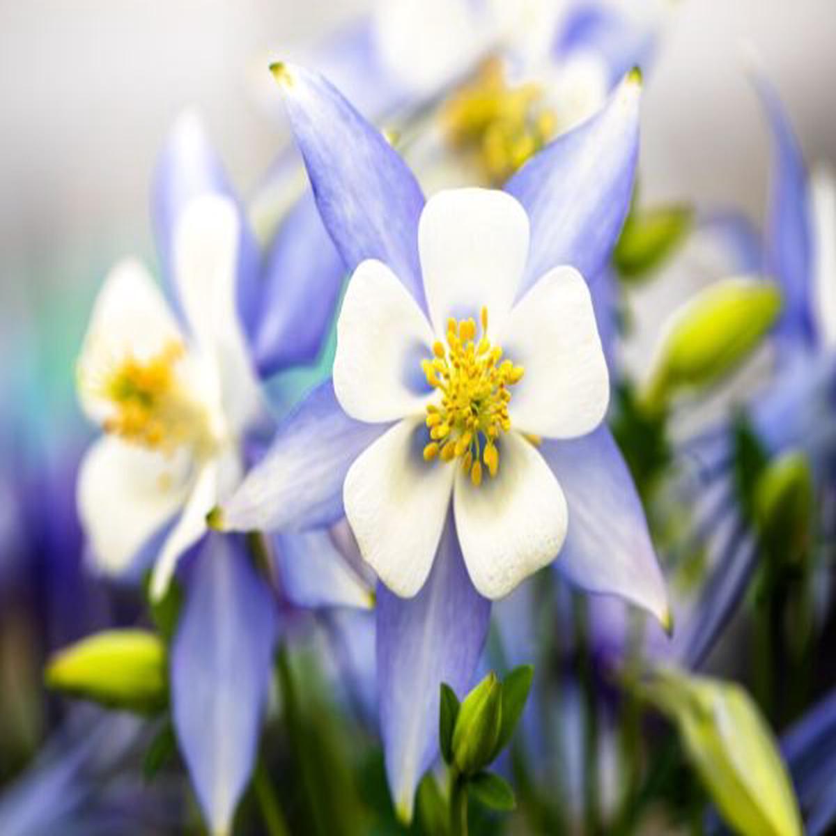 Aquilegia caerulea Kirigami Light Blue & White