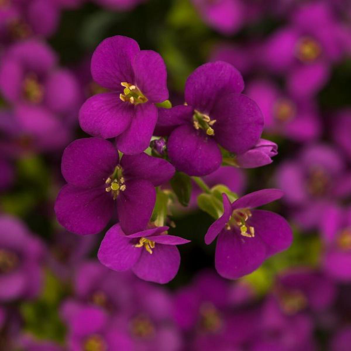 Arabis caucasica Little Treasure Deep Rose