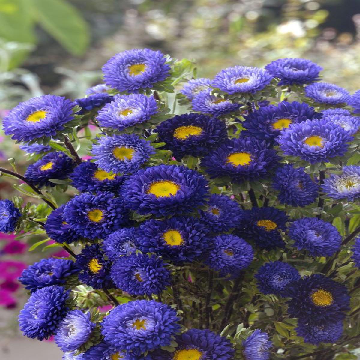 Callistephus (Aster) chinensis Matsumoto Blue