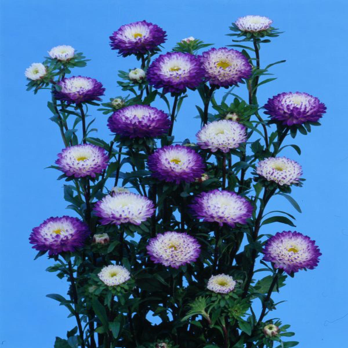 Callistephus (Aster) chinensis Matsumoto White Tipped Blue