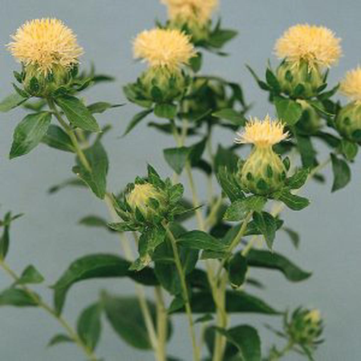 Carthamus tinctorius White Grenade