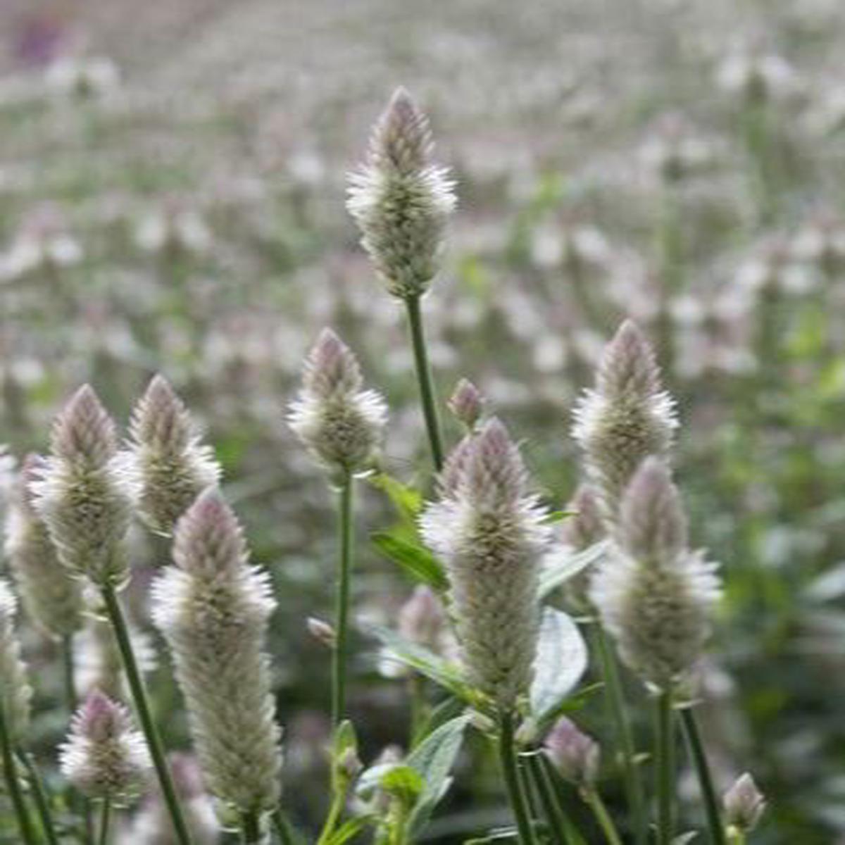 Celosia spicata Xantippe