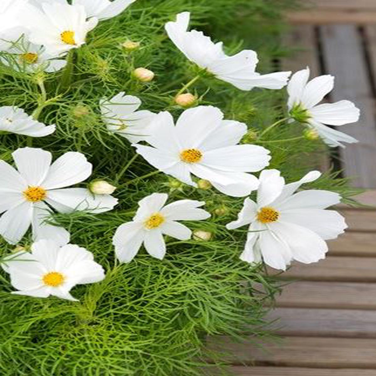 Cosmos bipinnatus Candyfloss White