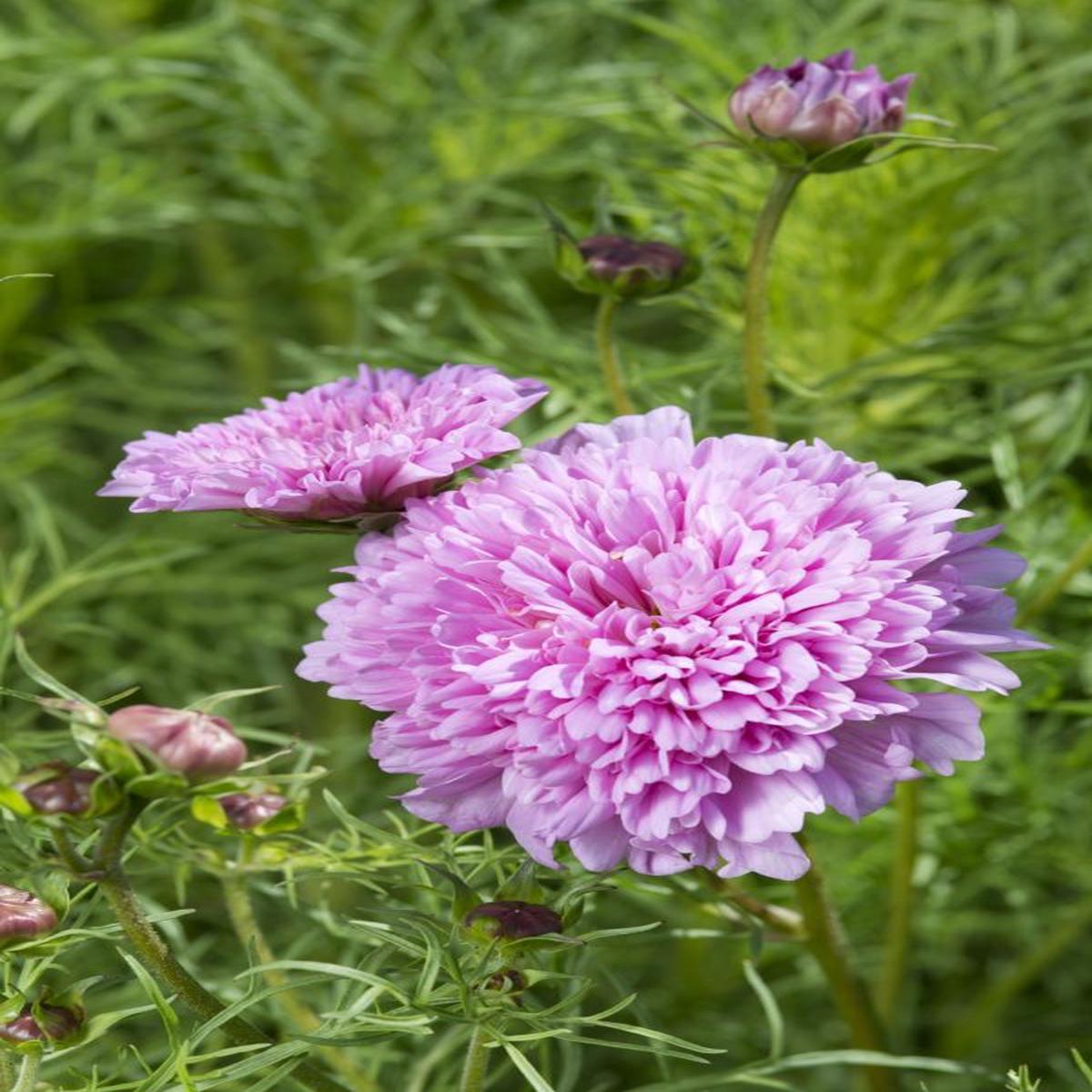 Cosmos bipinnatus Double Dutch Rose