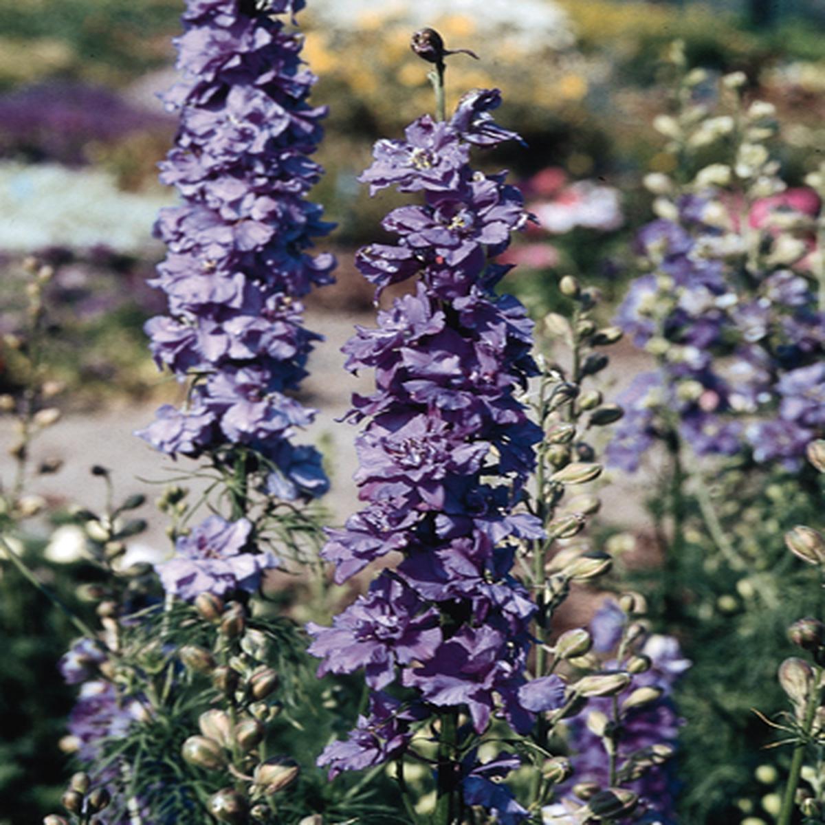 Delphinium consolida Qis Lilac