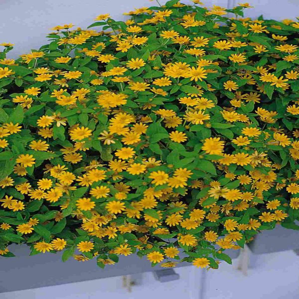 Melampodium paludosum Showstar