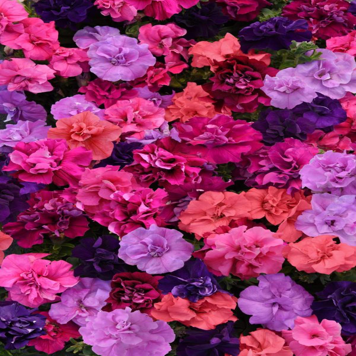 Petunia multiflora Double Duo Mixture