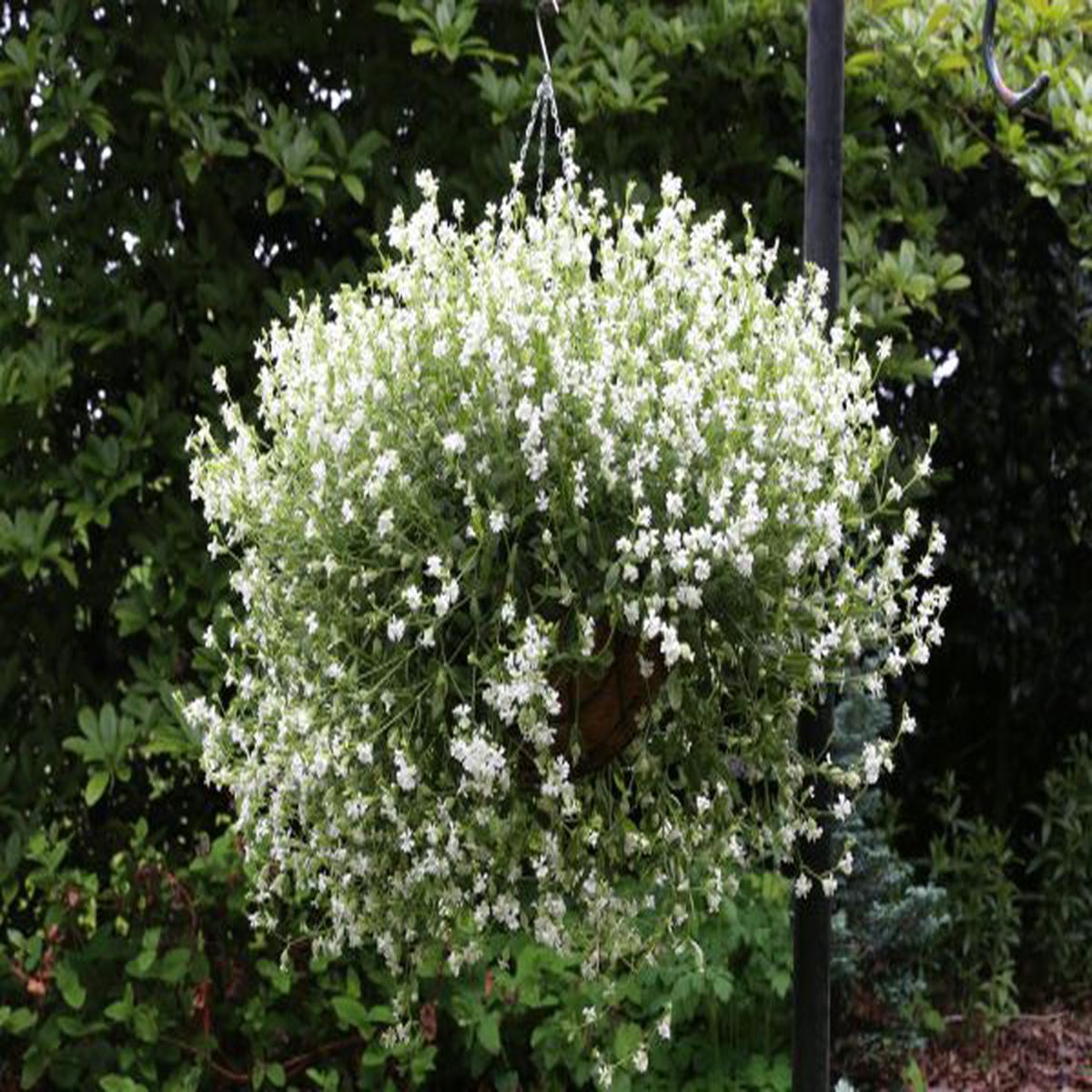 Silene pendula Sibella White