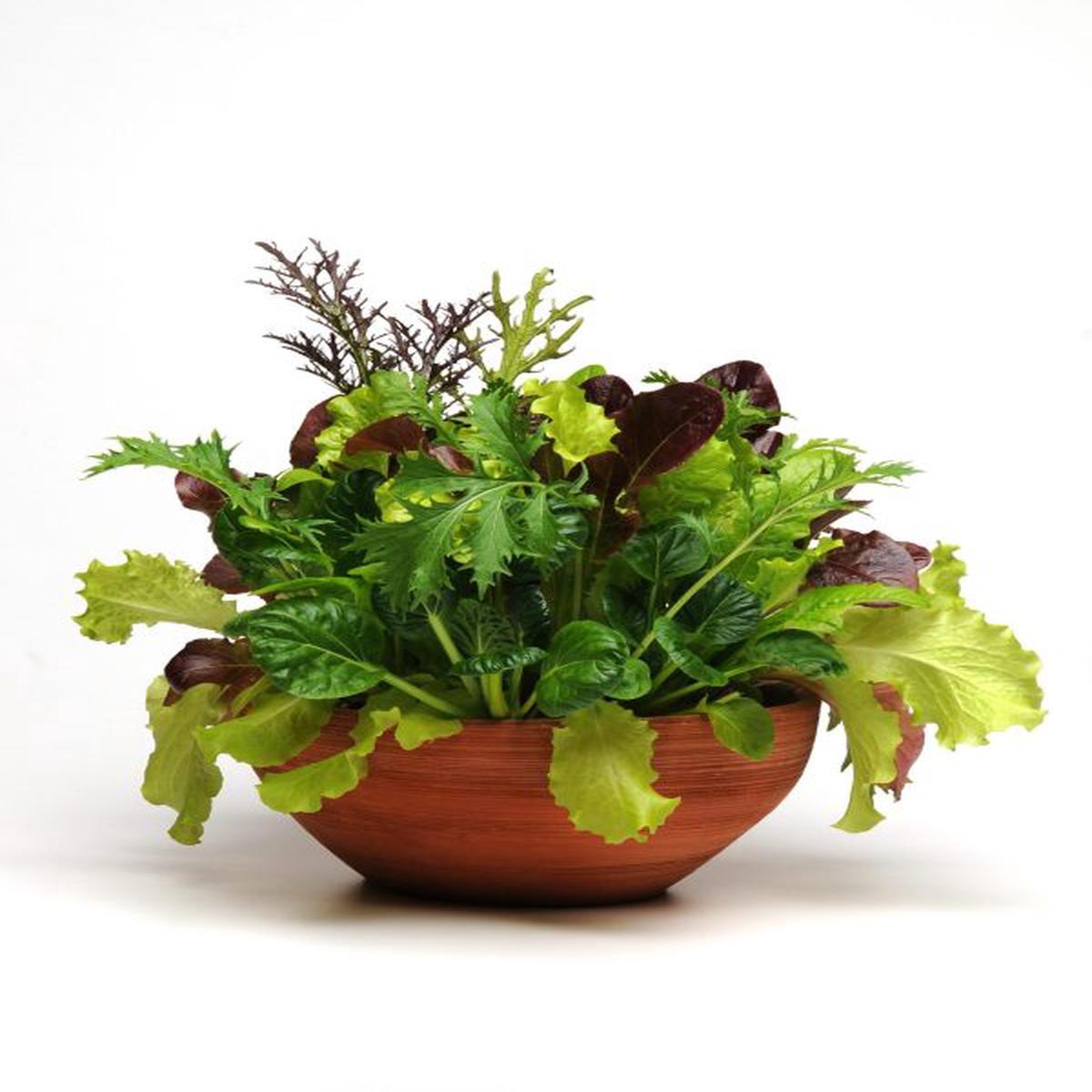 Simplysalad lettuce Global Gourmet Mixture (multipills)