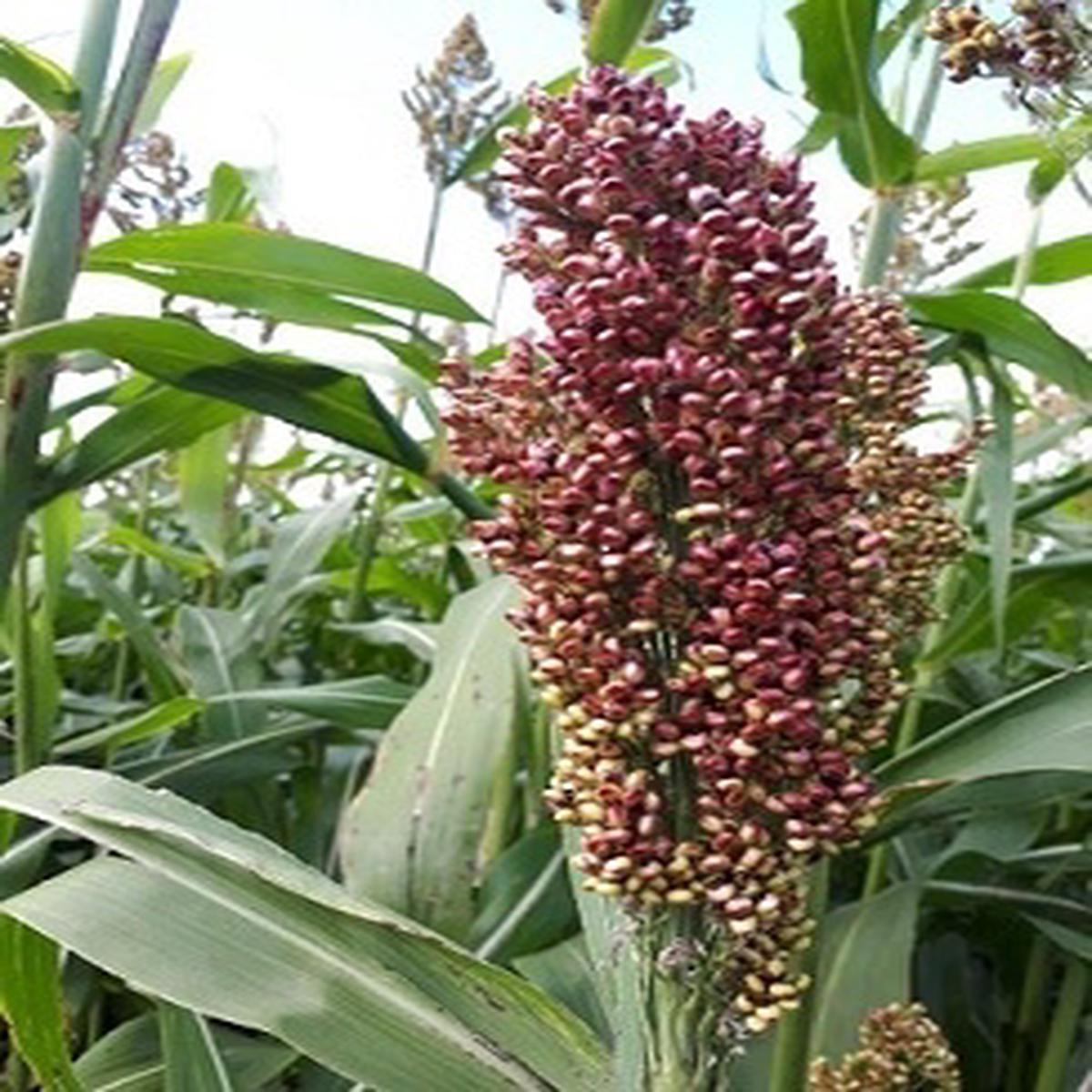 Sorghum nigricans Milaan Red