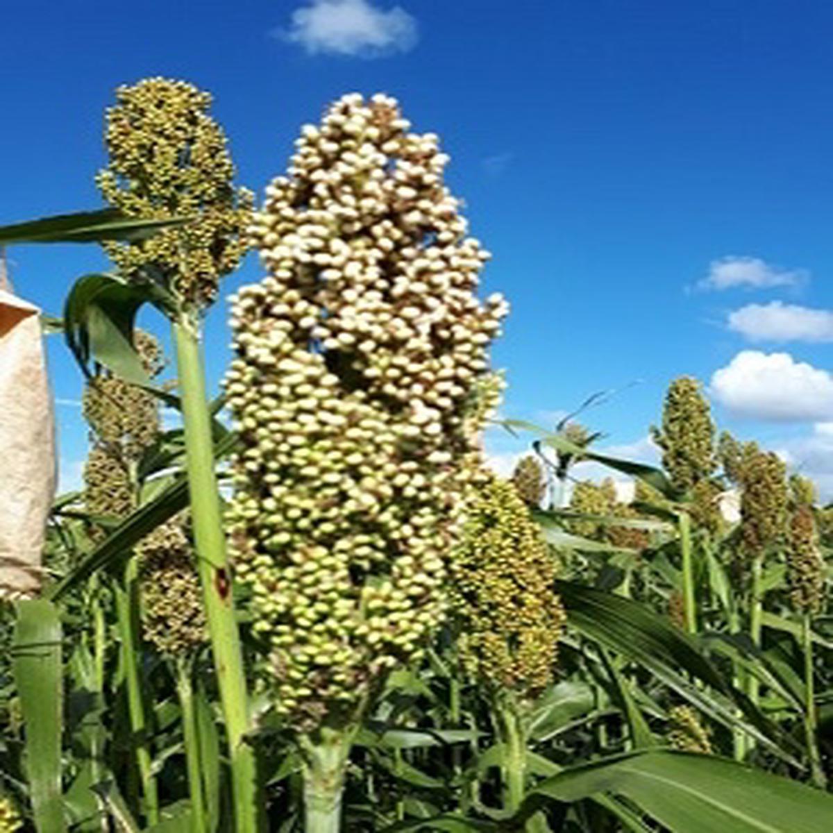 Sorghum nigricans Milaan White