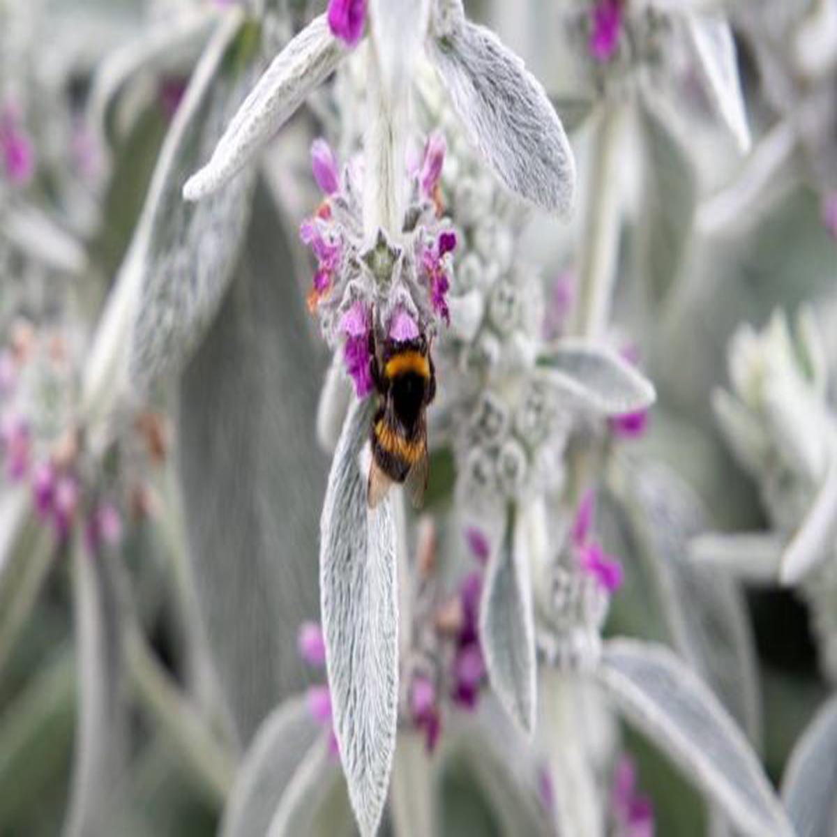 Stachys byzantina Furby