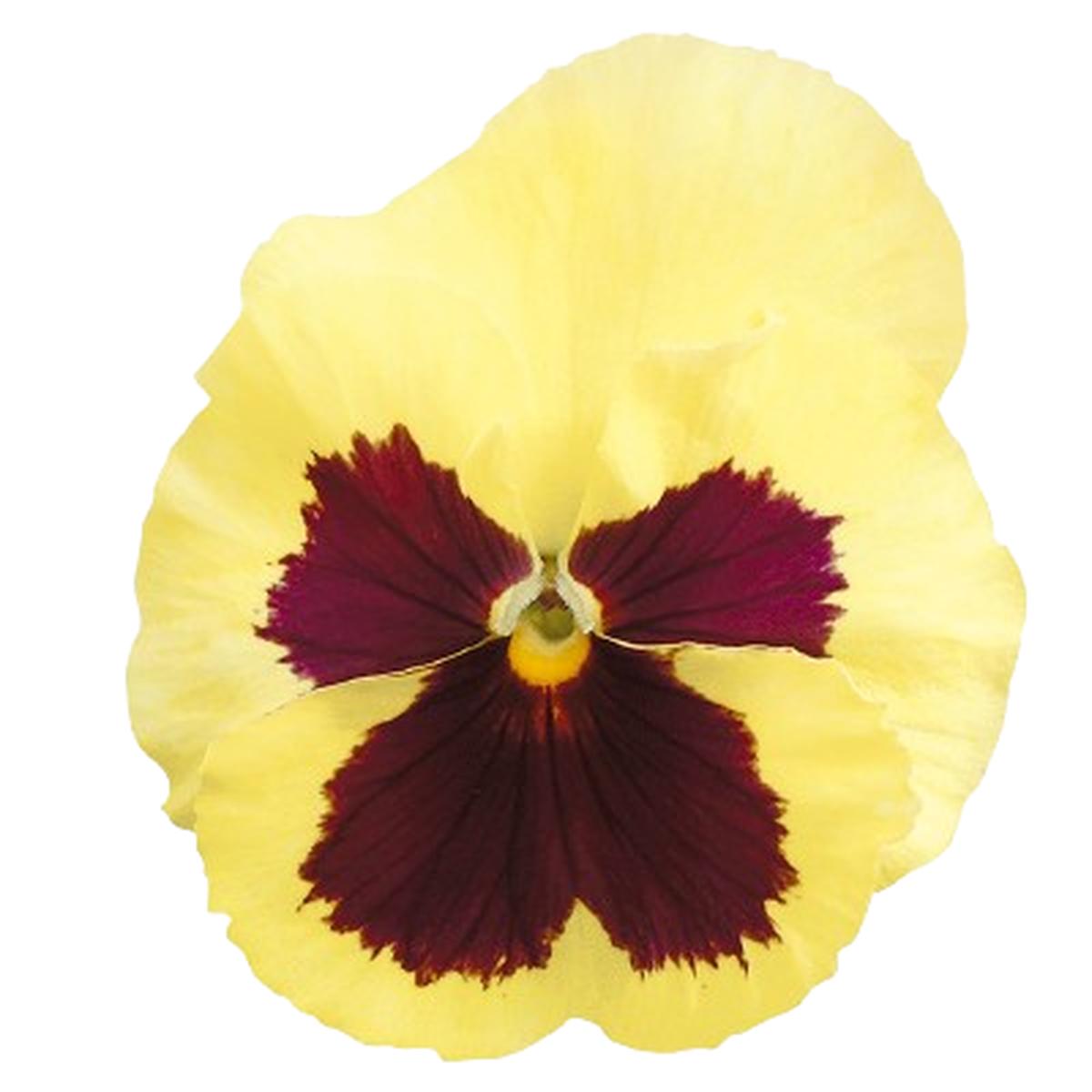 Viola wittrockiana Inspire Plus Lemon Blotch