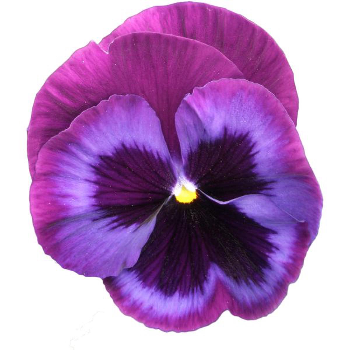 Viola wittrockiana Power Blue Jeans