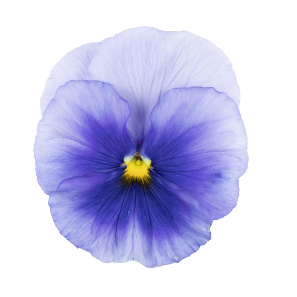 Viola wittrockiana Premier Silver Blue