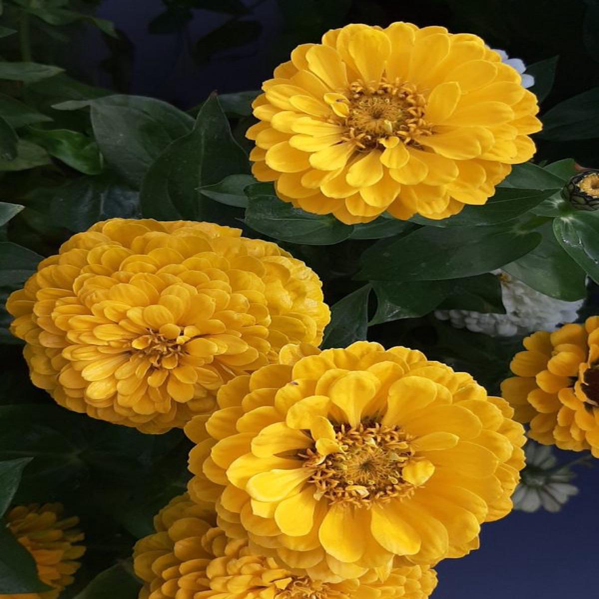 Zinnia elegans Benarys Giant Golden Yellow