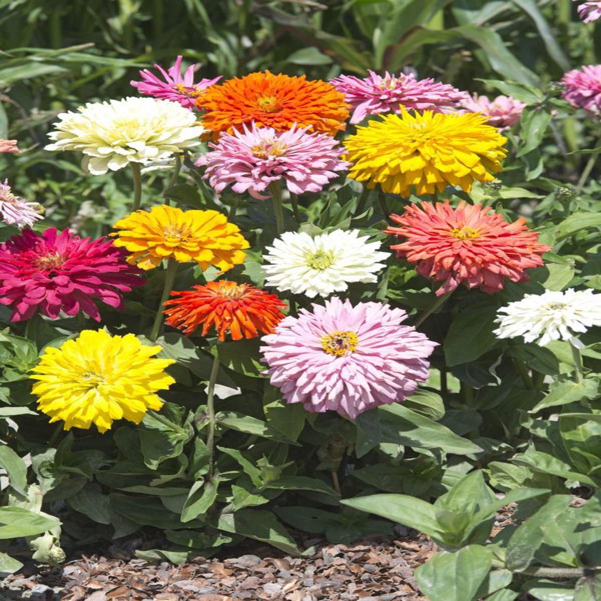 Zinnia elegans Takiis Choice Mixture