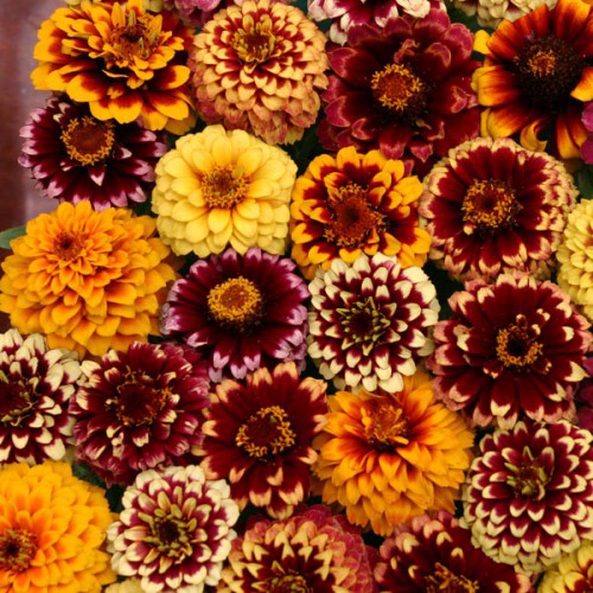 Zinnia haageana Aztec Sunset