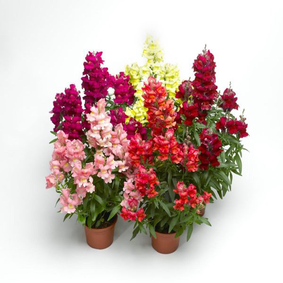 Antirrhinum majus Snaptastic Mix