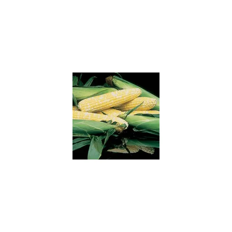 Corn, Honey & Cream Sweet Corn, Live Vegetable Plant 4" Pot