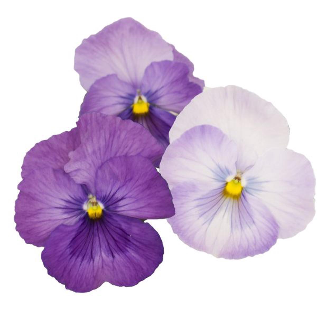 Viola wittrockiana Premier Lavender Shades