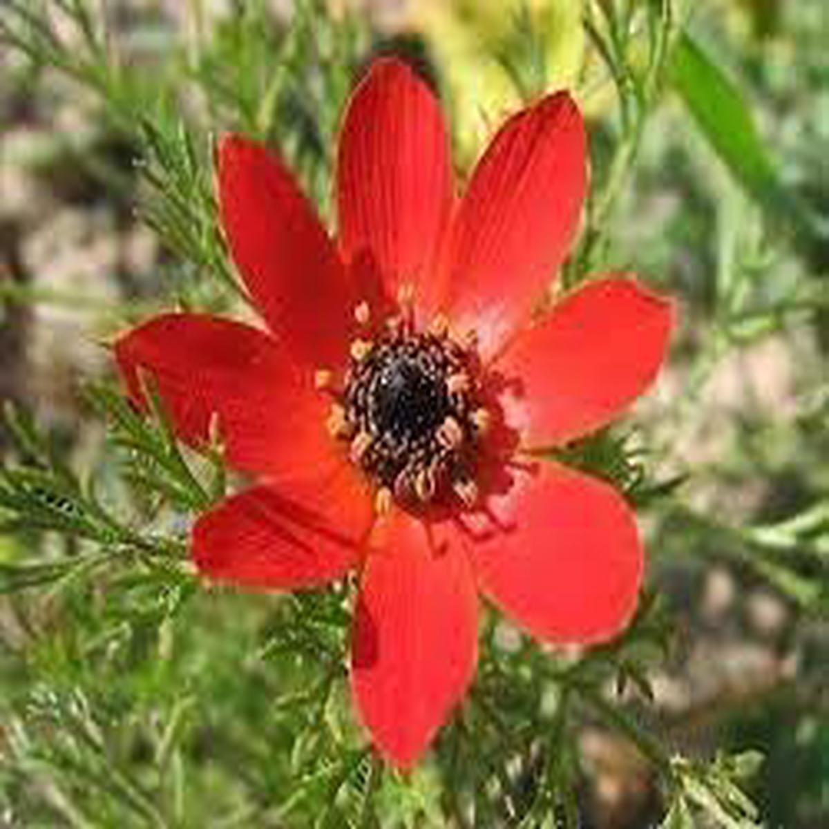 Adonis Seeds for Planting  Organic Heirloom Non-GMO Garden Flower Seeds