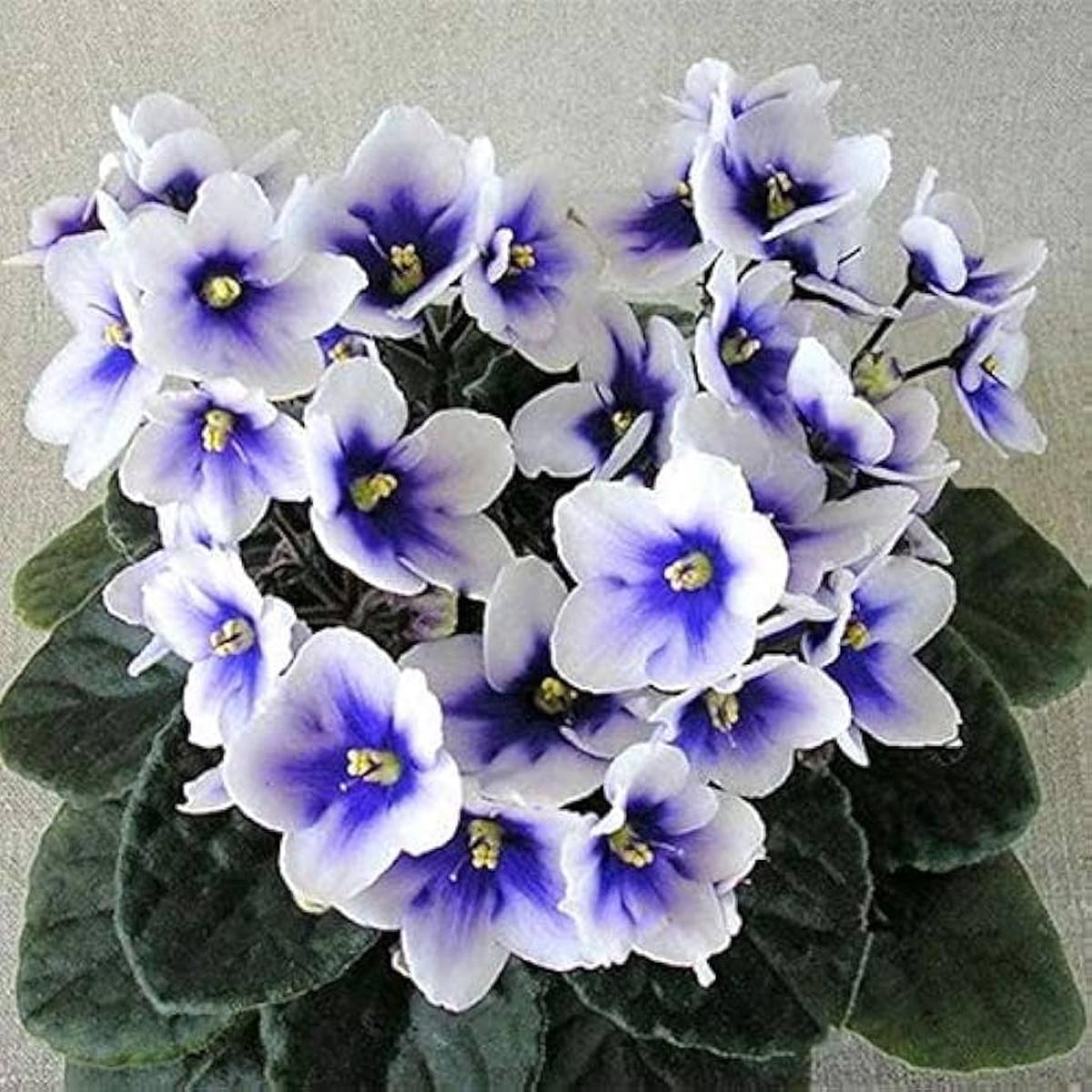 African Violet Flower Seeds for Planting  Heirloom Non-GMO, High Germination Organic Garden Seeds