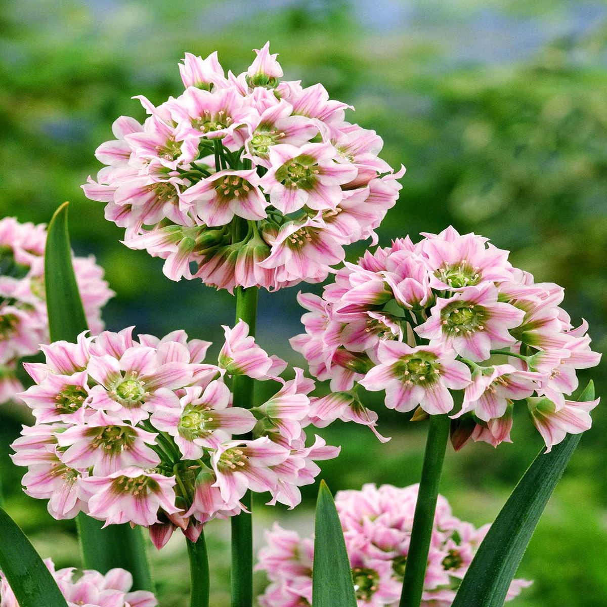 Allium Tripedale Flower Seeds for Planting  Heirloom, Non-GMO, High Germination Organic Garden Seeds