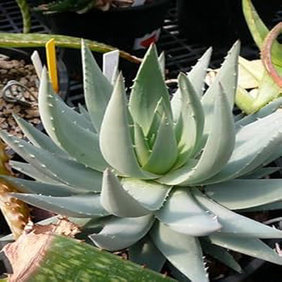 Aloe Plant Seeds for Planting - 100 pcs