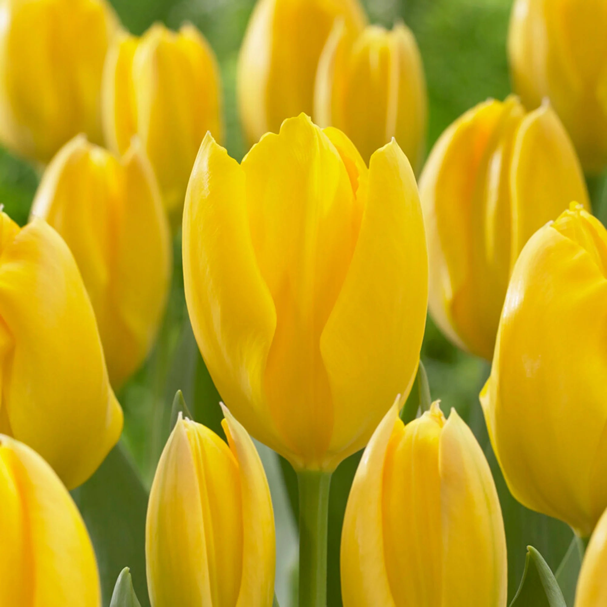 Yellow Tulip Flower Seeds for Planting  Vibrant Blooms, Heirloom, Non-GMO Seeds