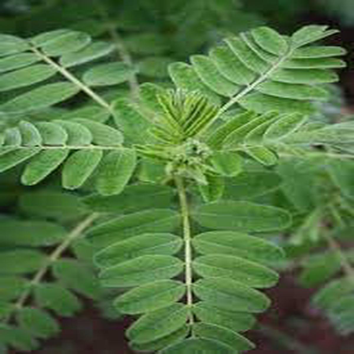 Astragalus Seeds for Planting  Heirloom & Non-GMO Immune-Boosting Herb Seeds