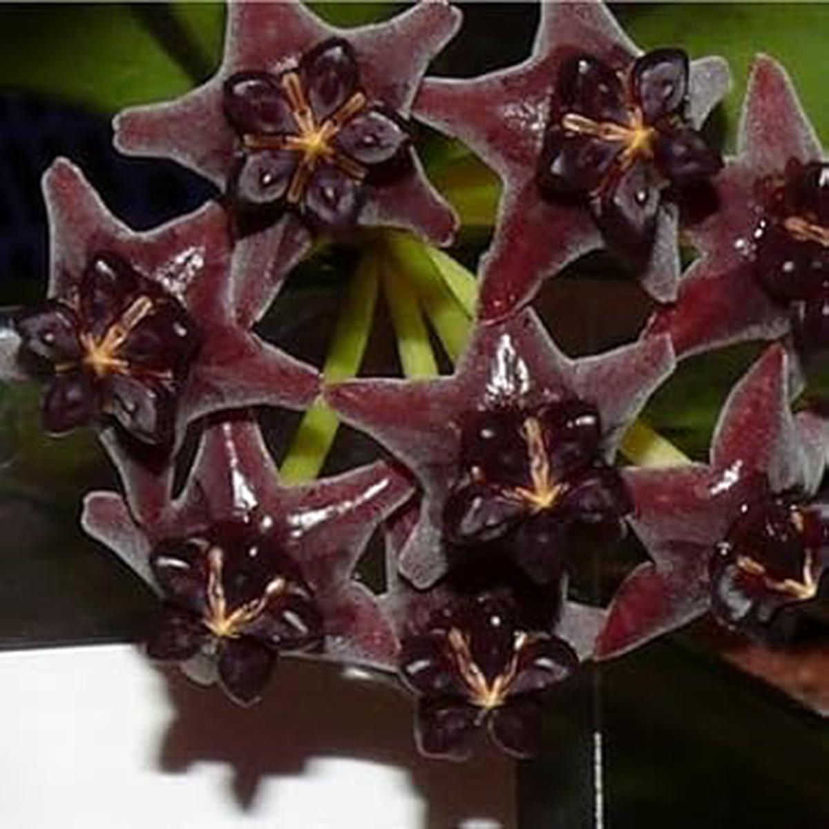 Black Hoya Flower Seeds for Planting  Heirloom Non-GMO High Germination Organic Garden Seeds