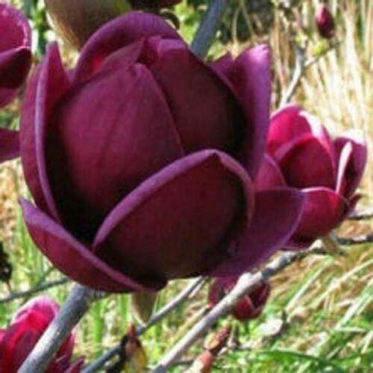 Yulan Magnolia Tulip Flower Seeds for Planting  Heirloom & Non-GMO Garden Seeds for Beautiful Blooms