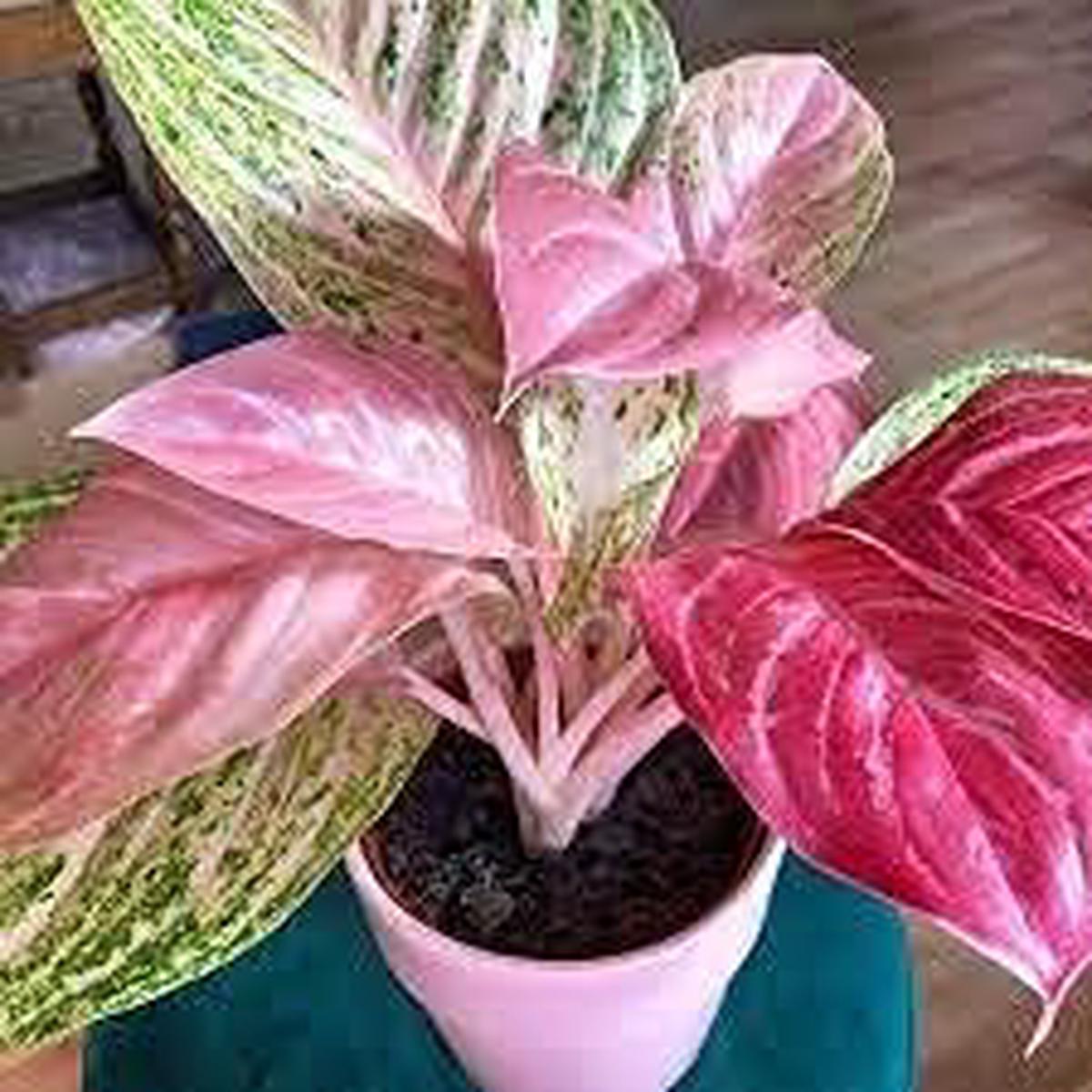 Aglaonema Pink Flower Seeds for Planting  Non-GMO Heirloom Seeds, High Germination, Organic Garden