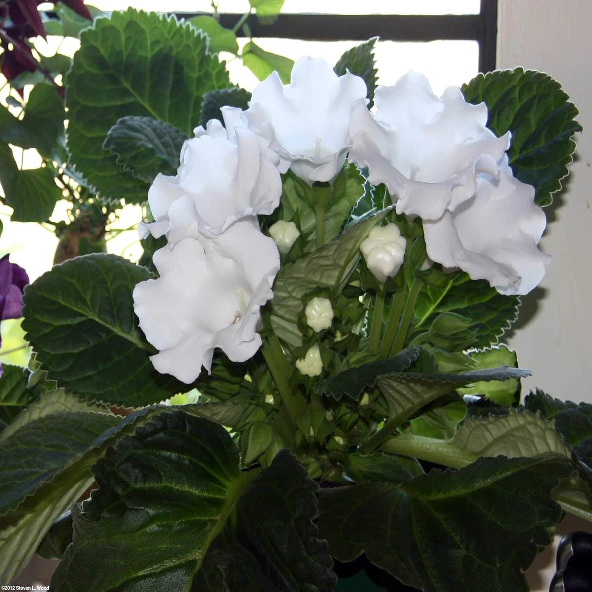 White Gloxinia Flower Seeds for Planting  Heirloom, Non-GMO, High Germination Organic Garden Seeds