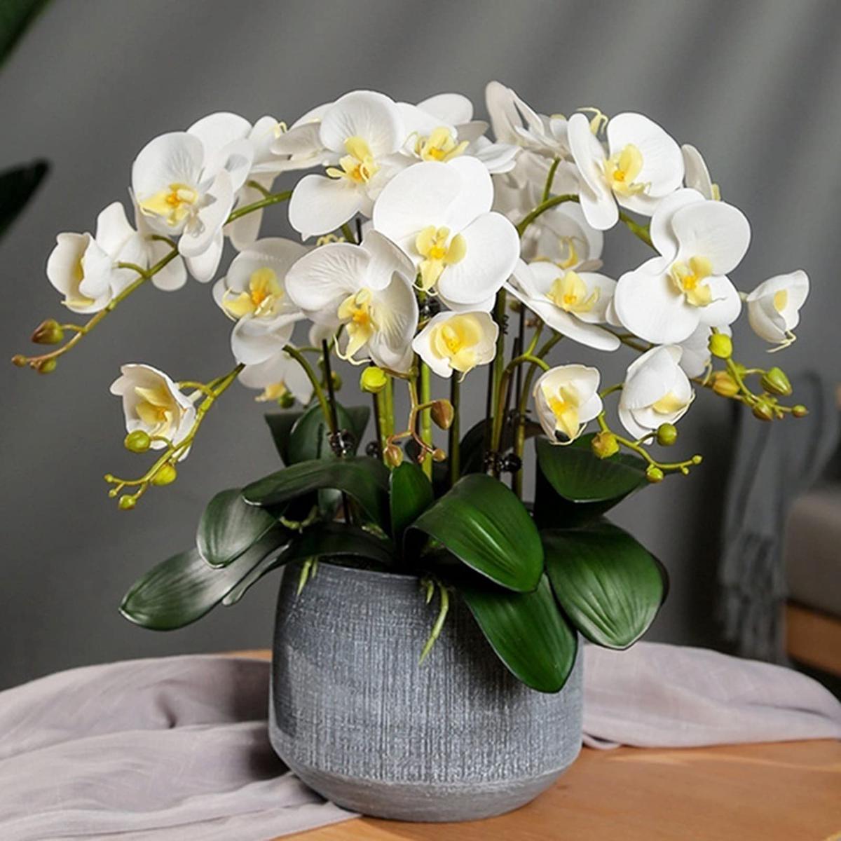 Yellow White Phalaenopsis Orchid Flower Seeds for Planting  Heirloom, Non-GMO, High Germination Organic Garden Seeds