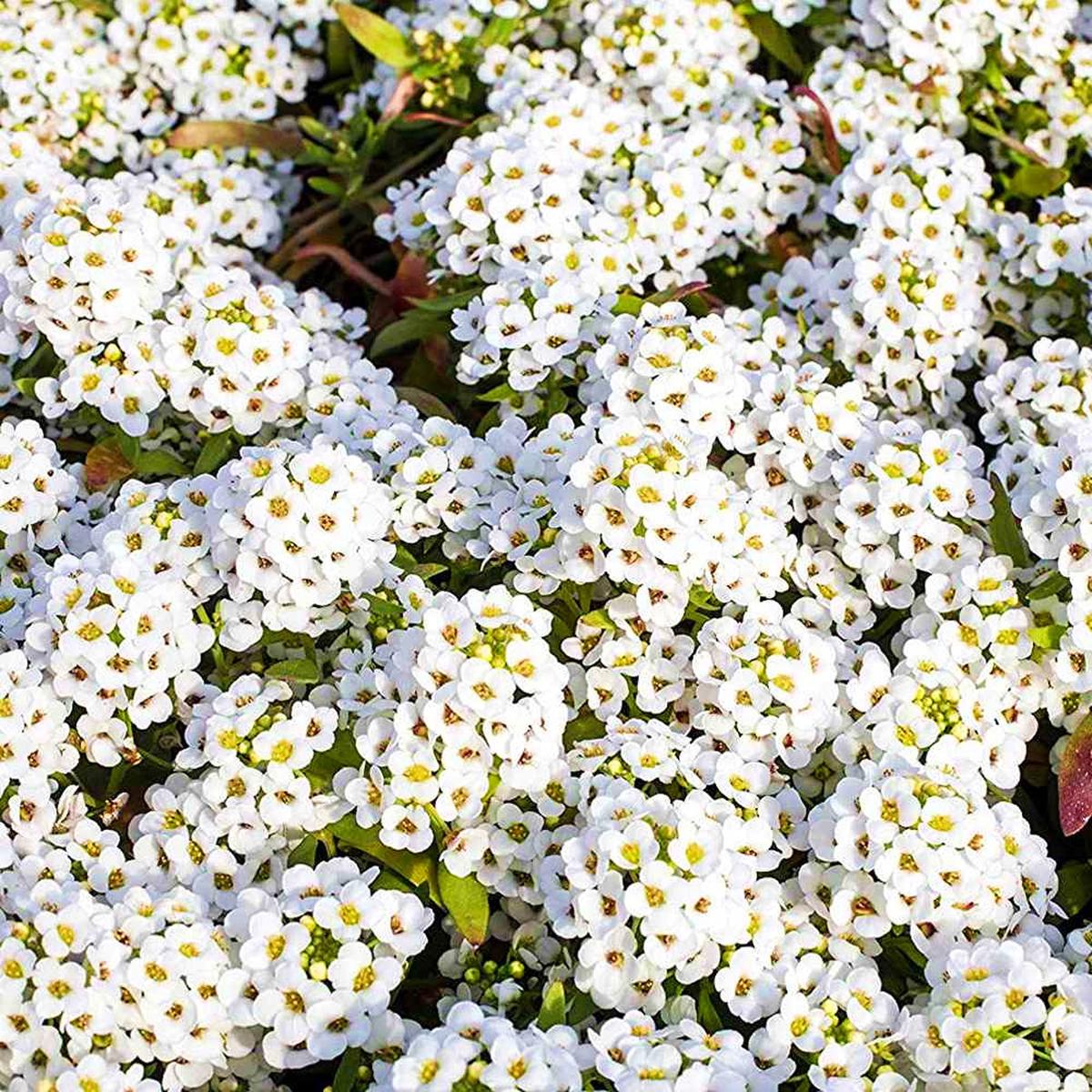 Heirloom Tiny Tim Alyssum Flower Seeds for Planting  Non-GMO | Fragrant Garden Blooms | High Germination