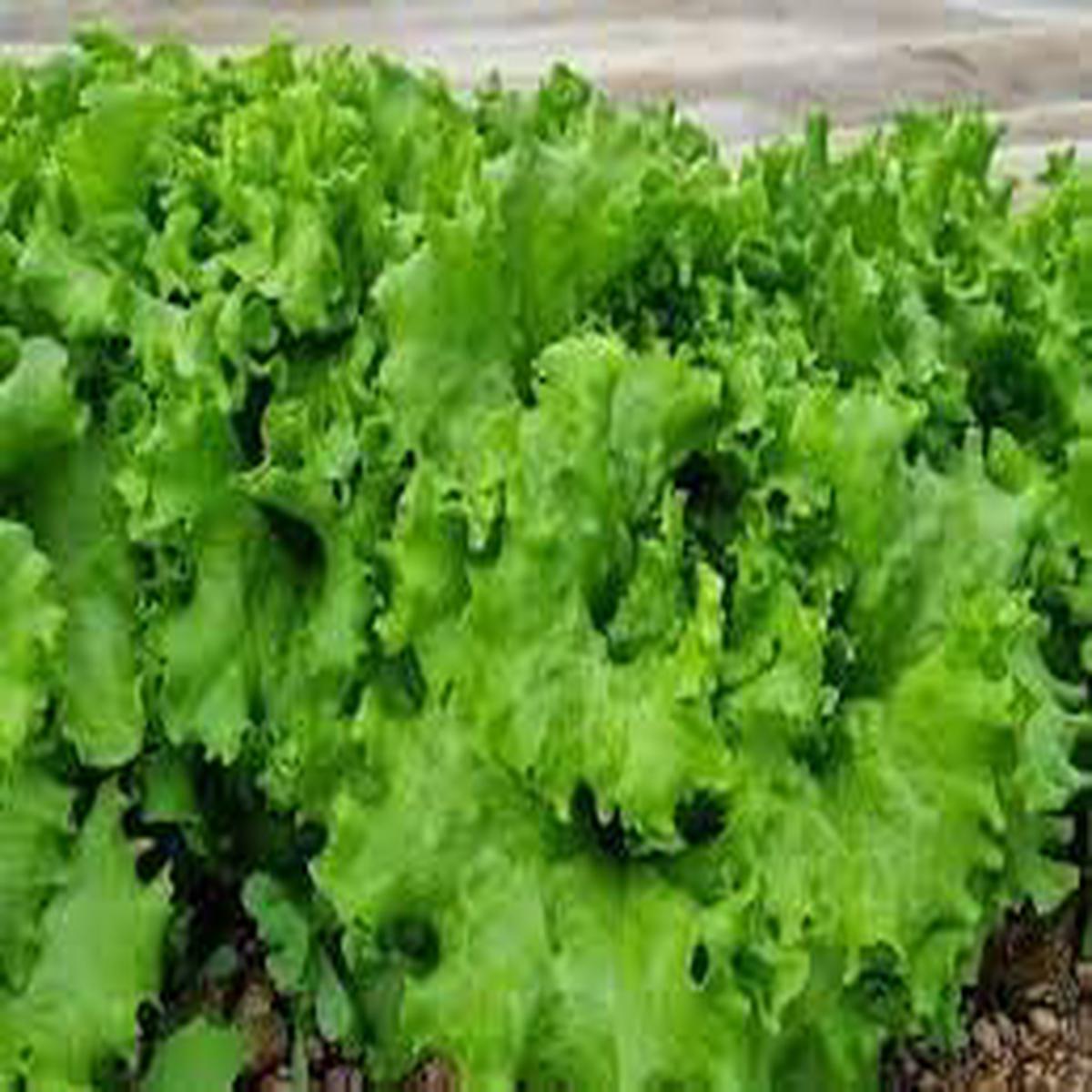 Batavia Plant Seeds  Heirloom, Non-GMO, High Germination Organic Garden Seeds for Planting Fresh & Crisp Herbs