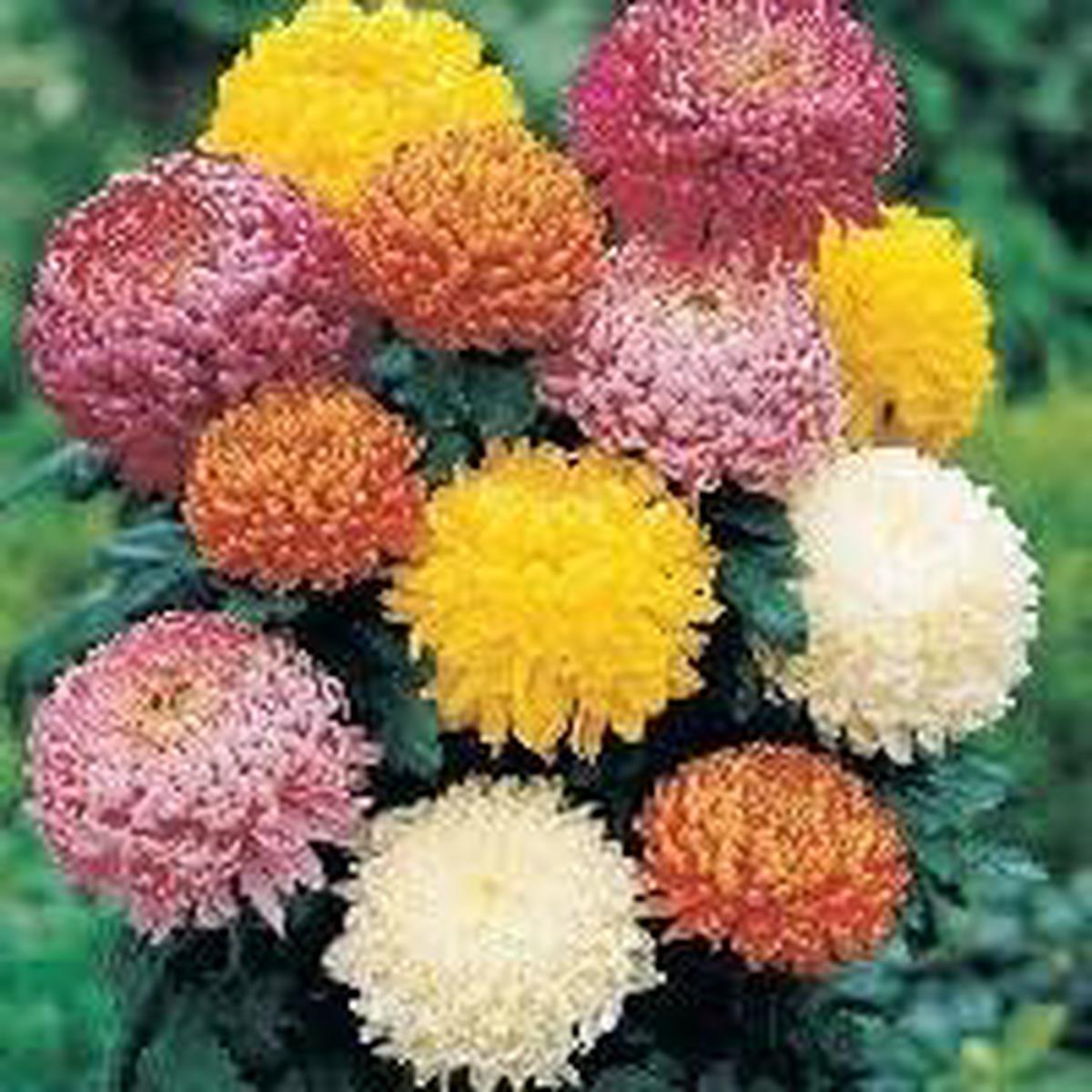 Organic Mixed Colors Chrysanthemum Flower Seeds for Planting  Heirloom, Non-GMO