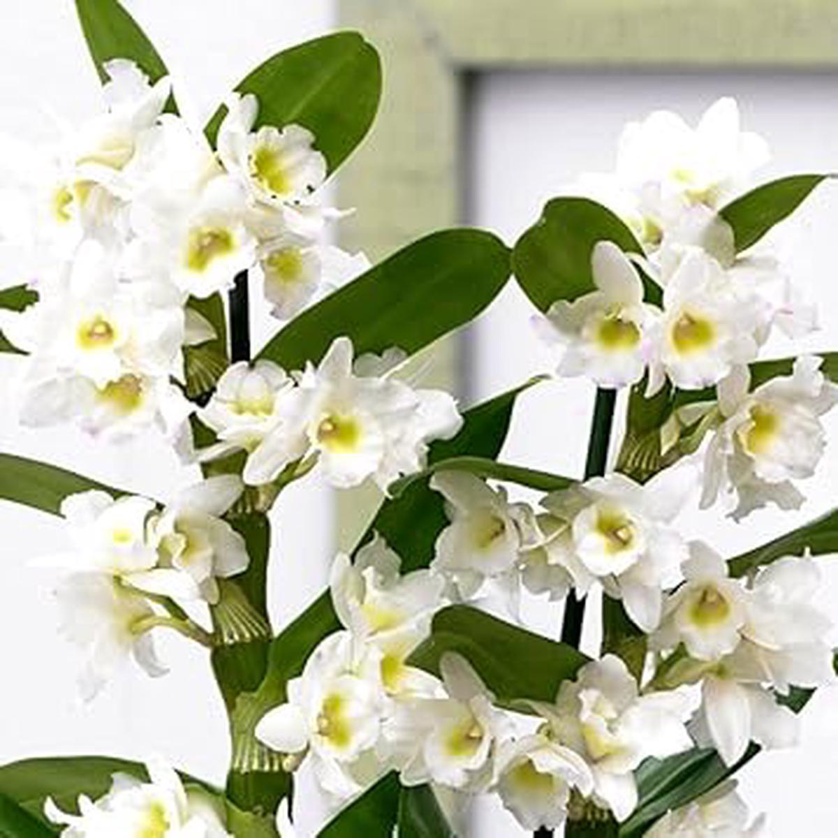 White Dendrobium Flower Seeds for Planting  Non-GMO, Heirloom, High Germination Seeds