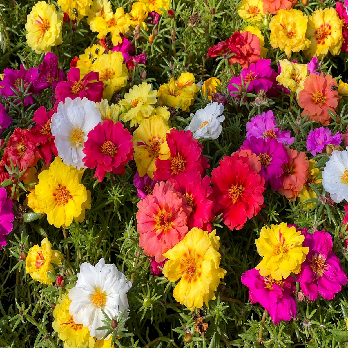 Portulaca Moss Rose Seeds  Heirloom, Non-GMO, High Germination Organic Garden Flower Seeds for Planting
