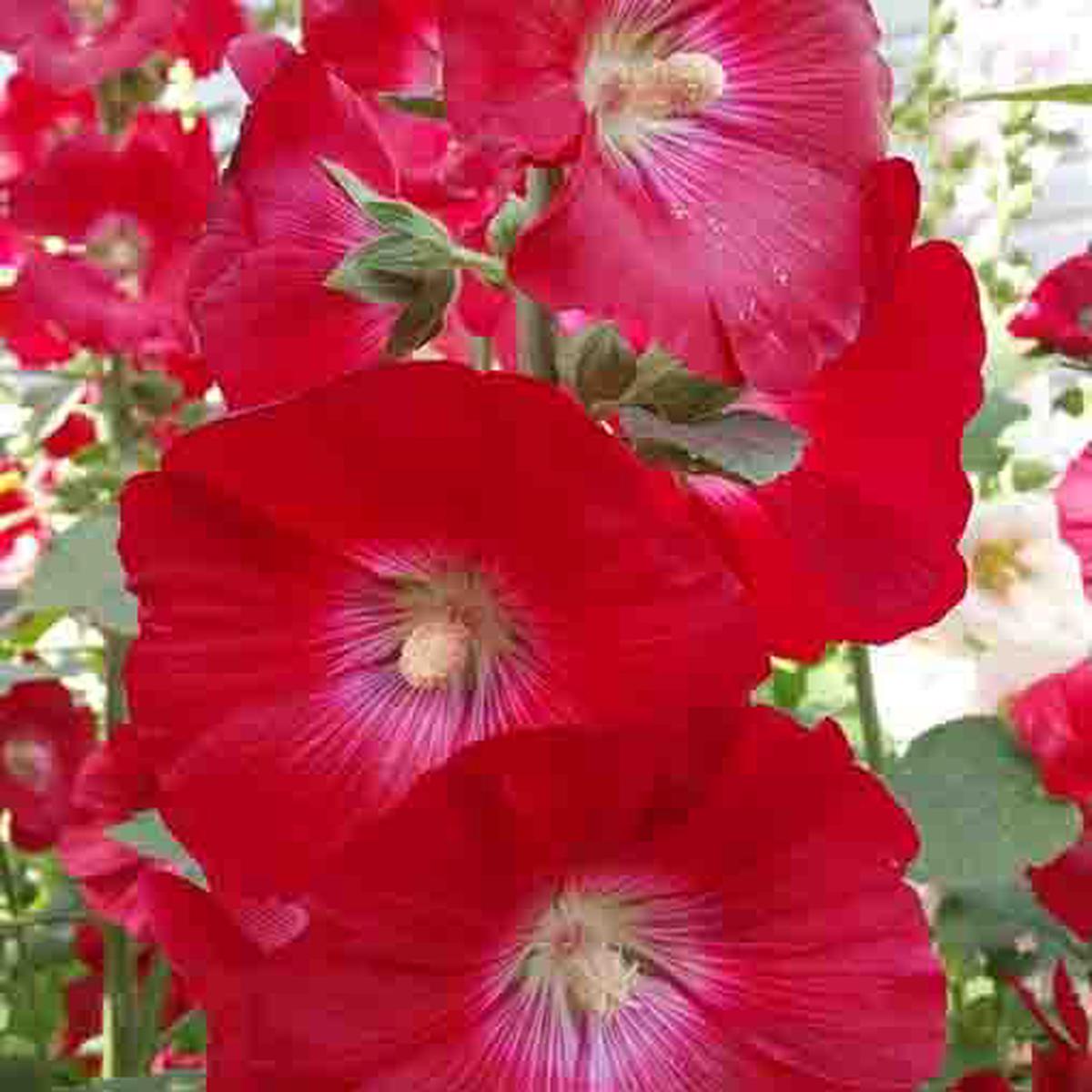 Alcea Red Hollyhock Seeds  Organic Heirloom Non-GMO Seeds for Planting  High Germination Garden Seeds