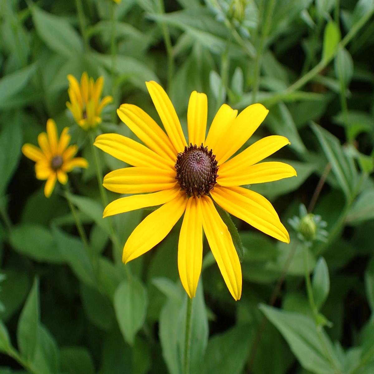 Heirloom Susan Native Flower Seeds  Non-GMO Seeds for Wildflower Garden Planting, High Germination Organic Seeds
