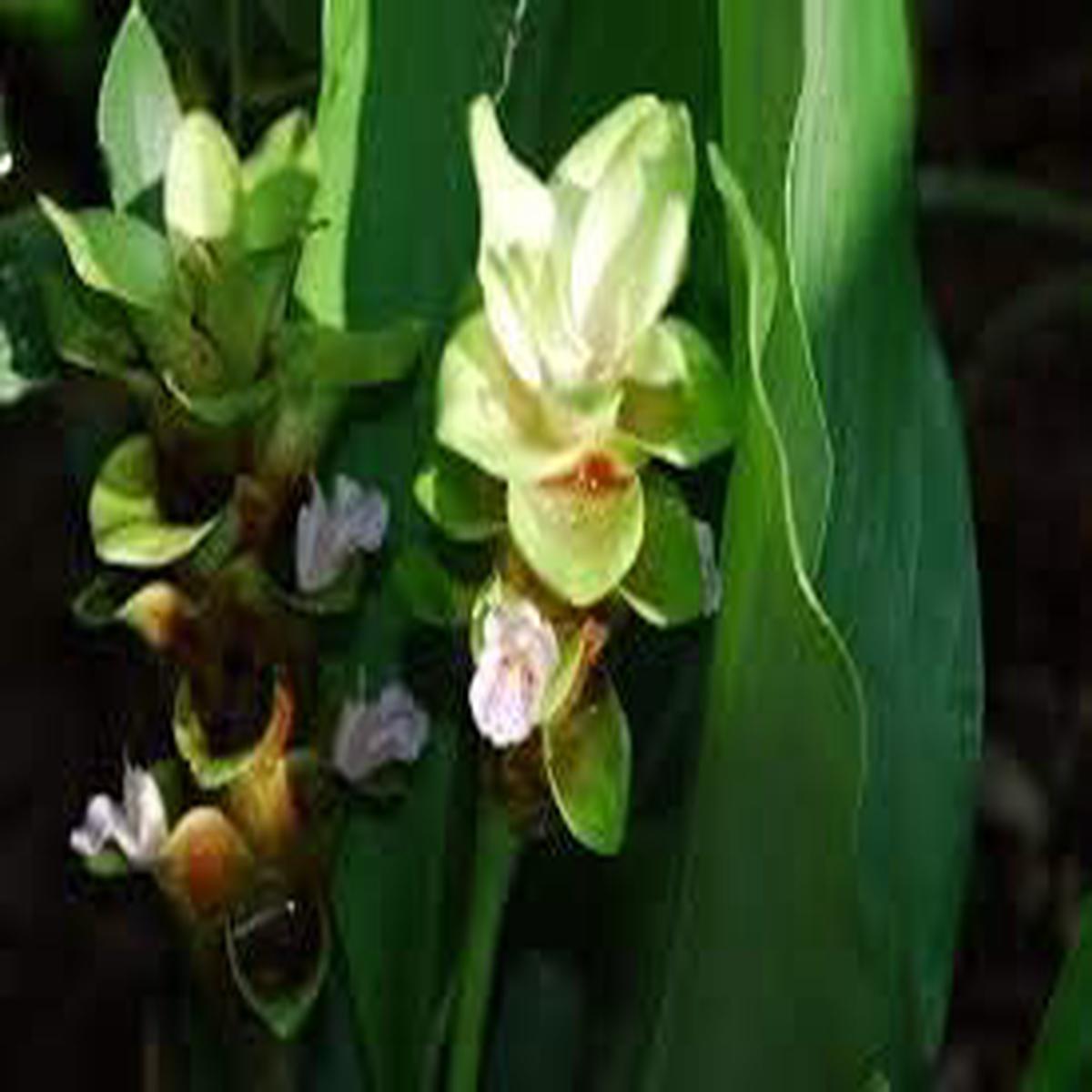 Alismatifolia Heirloom Non-GMO Seeds for Planting  High Germination Organic Garden Seeds