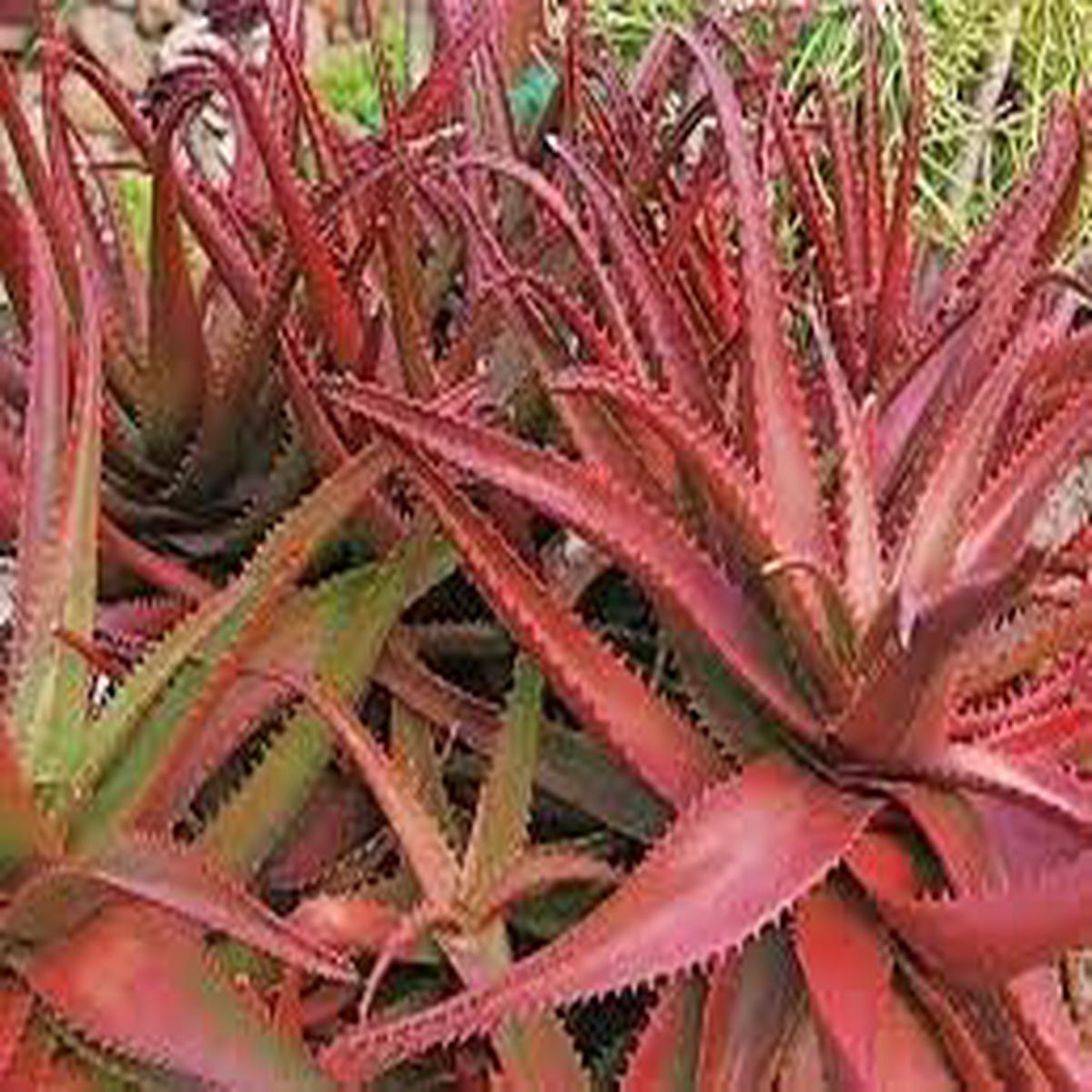 Aloe Cameronii Plant Seeds  Heirloom, Non-GMO, High Germination Organic Garden Seeds for Planting Hardy Aloe