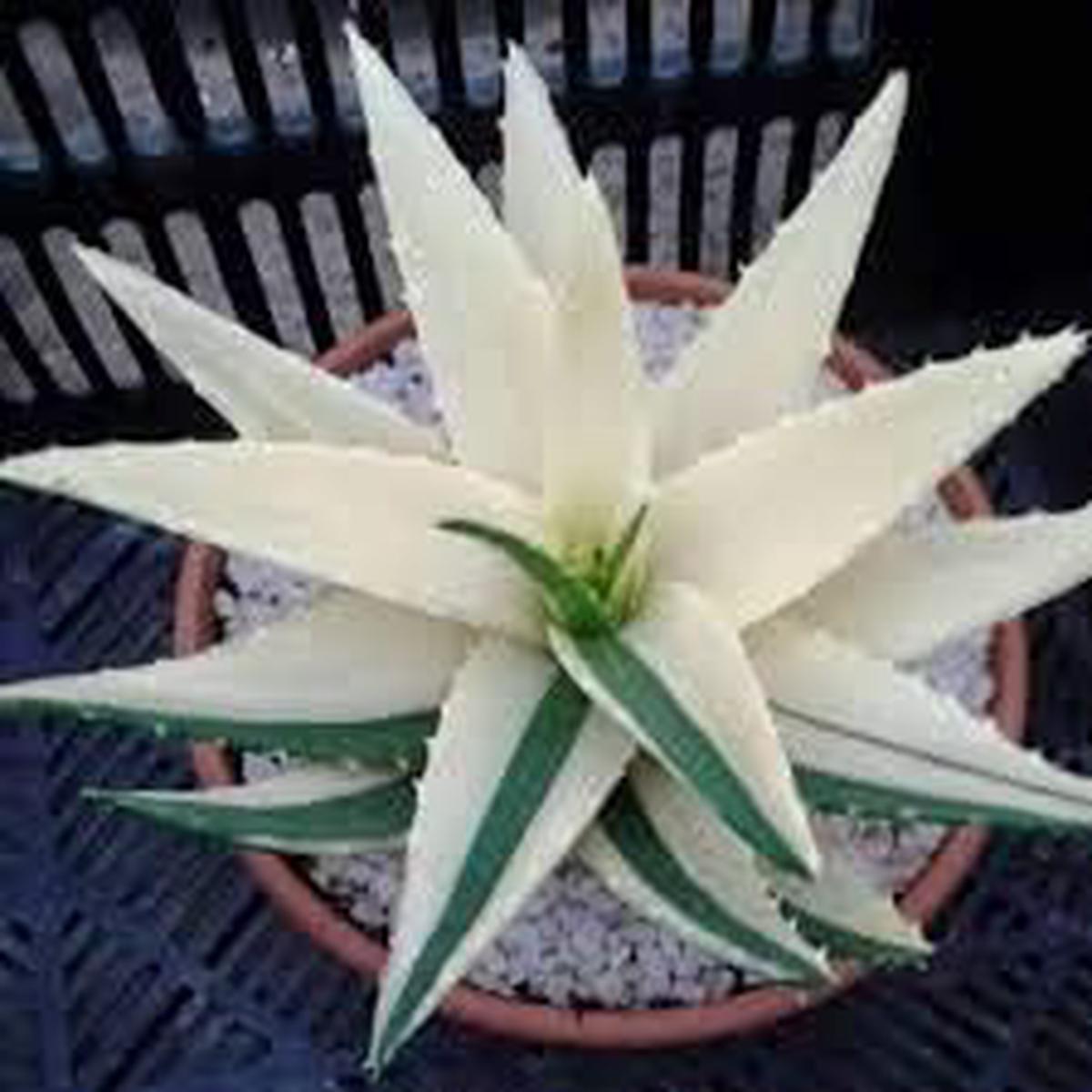 Aloe Vera White Green Plant Seeds for Planting  Heirloom, Non-GMO, High Germination Organic Garden Seeds